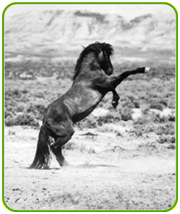 AANHCP Stallion